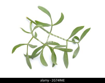 Crithmum maritimum, bekannt als Felssamphire, Seefennel oder Samphire. Isoliert auf weißem Hintergrund. Stockfoto
