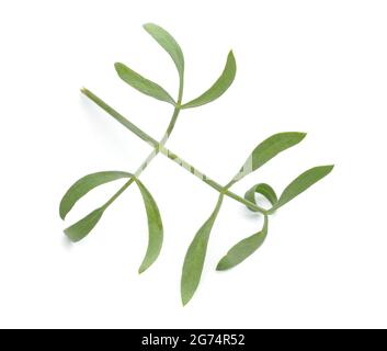 Crithmum maritimum, bekannt als Felssamphire, Seefennel oder Samphire. Isoliert auf weißem Hintergrund. Stockfoto