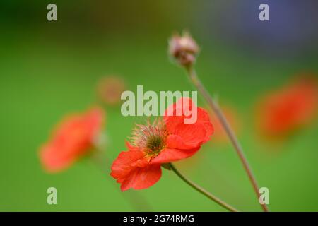 Ein kleiner Klumpen roter Geum-Blumen, fotografiert vor einem unscharf grünen Laubhintergrund Stockfoto