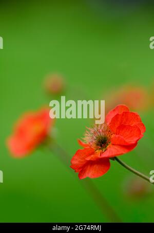 Ein kleiner Klumpen roter Geum-Blumen, fotografiert vor einem unscharf grünen Laubhintergrund Stockfoto