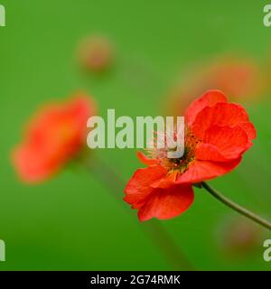 Ein kleiner Klumpen roter Geum-Blumen, fotografiert vor einem unscharf grünen Laubhintergrund Stockfoto