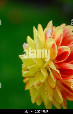 Seitenansicht eines schönen gelben und roten Pom Pom Dahlia vor einem schlichten grünen Hintergrund Stockfoto