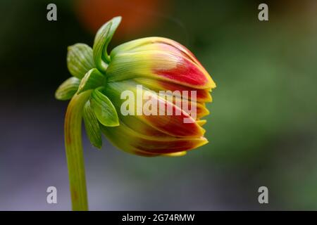 Eine Knospe einer schönen roten und gelben Dahlia Blume, die sich gerade zu öffnen beginnt Stockfoto