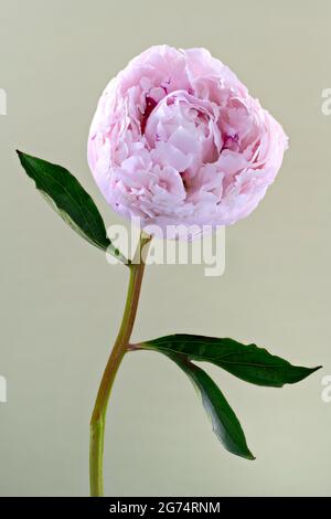 Eine schöne einsame hellrosa Pfingstrose (Familie Paeoniaceae) fotografierte einen schlichten hellgrünen Hintergrund Stockfoto