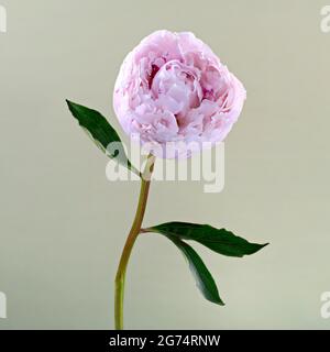 Eine schöne einsame hellrosa Pfingstrose (Familie Paeoniaceae) fotografierte einen schlichten hellgrünen Hintergrund Stockfoto