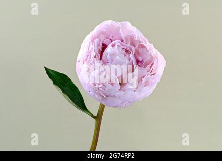 Eine schöne einsame hellrosa Pfingstrose (Familie Paeoniaceae) fotografierte einen schlichten hellgrünen Hintergrund Stockfoto