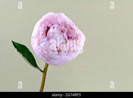 Eine schöne einsame hellrosa Pfingstrose (Familie Paeoniaceae) fotografierte einen schlichten hellgrünen Hintergrund Stockfoto