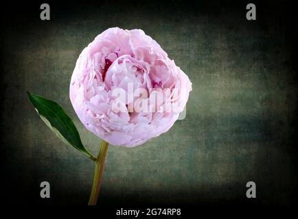 Eine schöne einsame hellrosa Pfingstrose (Familie Paeoniaceae) fotografierte einen verzweifelten Hintergrund Stockfoto