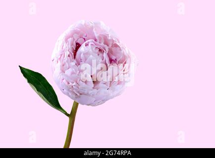 Eine schöne einsame hellrosa Pfingstrose (Familie Paeoniaceae) fotografierte einen schlichten rosa Hintergrund Stockfoto