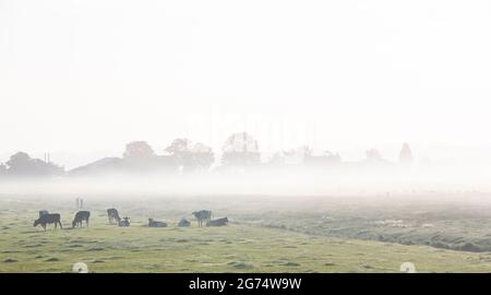 Gefleckte Kühe auf einer grünen, nebligen Morgenwiese zwischen amsterdam und utrecht in den niederlanden Stockfoto