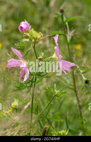 Moschusmalve (malva moschata) oder ähnliche wild blühende Pflanze mit fünf großen, hellrosa gekerbten Blütenblättern tief gegliedert, behaarte Stängel und Blätter Stockfoto