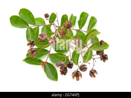 Lagerstroemia, allgemein bekannt als Krabbenmyrte, Kreppmyrte. Isoliert auf weißem Hintergrund. Stockfoto
