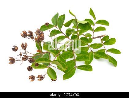Lagerstroemia, allgemein bekannt als Krabbenmyrte, Kreppmyrte. Isoliert auf weißem Hintergrund. Stockfoto