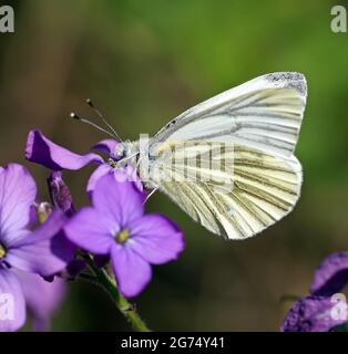 Eine Nahaufnahme eines Kohlschmetterlings auf der violetten Blume Stockfoto