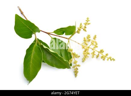 Ligustrum lucidum, der Breitblatt-Gehege, der chinesische Gehege, der glänzende Gehege oder der Wachsblatt-Gehege. Isoliert auf weißem Hintergrund. Stockfoto