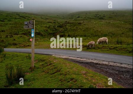 Zwei Schafe grasen entlang der Straße in den brecon Leuchttürmen mit sehr niedrigen Wolken kommen über den Hügeln Stockfoto