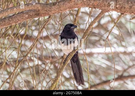 Gemeine Elster (Pica pica) in einem mediterranen Kiefernzweig im Donana Nationalpark, Andalusien, Spanien Stockfoto