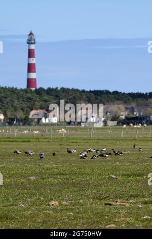 Typische holländische Landschaft mit einem Bauernhof, Ackerland mit Gänsen und unscharfem Leuchtturm von Hollum, Ameland im Hintergrund. Die niederländischen Landwirte leiden darunter Stockfoto