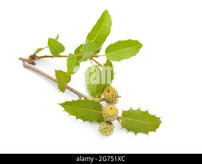 Quercus coccifera oder Kermes Eiche. Isoliert auf weißem Hintergrund. Stockfoto