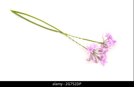 Tulbaghia violacea, bekannt als Gesellschafts-Knoblauch, als rosa Agapanthus, Bärlauch, süßer Knoblauch, Frühlingszwiebeln, Oder Frühlingsblumen. Isoliert. Stockfoto