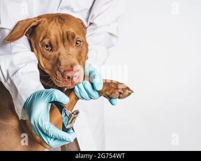 Liebenswert Welpen von Schokoladenfarbe an der Rezeption beim Tierarzt. Nahaufnahme, isolierter Hintergrund. Studio-Foto. Konzept der Pflege, Bildung, gehorsam Stockfoto