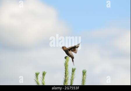 Weibchen Rotflügeliger Schwarzer Vogel auf Kiefer Stockfoto