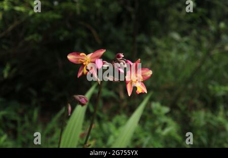 Seitenansicht einer rosa, gelben und orangefarbenen gemahlenen Orchideenblume und wenigen Knospen und einer roten Ameise darauf Stockfoto