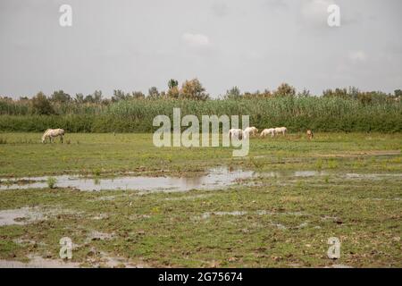 Weiße Pferde bei Delta del Llobregat, El Prat, Spanien Stockfoto