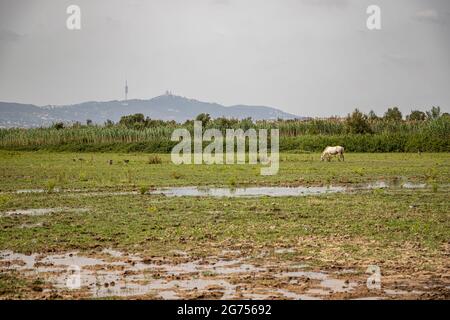 Weißes Pferd im Delta del Llobregat, El Prat, Spanien Stockfoto