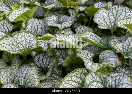 Brunnera macrophylla ‘Jack Frost’ herzförmiges Laub Stockfoto