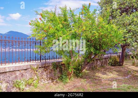 Granatapfelbaum ( Punica granatum ) mit grünen Blättern und leuchtend roten Blüten im mediterranen Garten am sonnigen Frühlingstag. Montenegro, Tivat Stockfoto