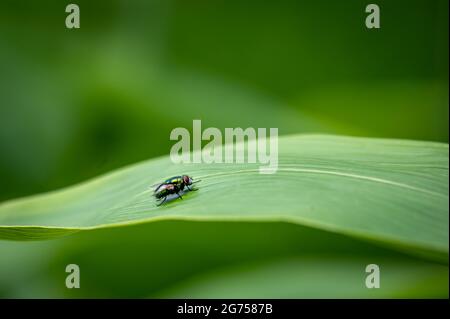 Fliegen Sie auf dem Blatt. Calliphoridae. Luftblasen, Luftblasen, Aasfliegen, Blauflaschen, Grünflaschen, Oder Cluster fliegt. Lausanne, Schweiz. Schönheit in der Natur Stockfoto