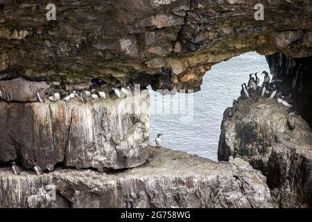 Gewöhnliche Guillemots Uria liegen an Felsvorsprüngen an Meeresklippen in der Nähe von Bosherton, Pembroke Coast Path, Wales, Großbritannien Stockfoto