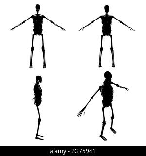 Set mit Silhouetten eines menschlichen Skeletts mit inneren Organen in verschiedenen Positionen isoliert auf weißem Hintergrund. Vektorgrafik. Stock Vektor