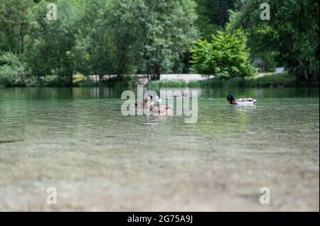 Enten schwimmen auf einem schönen ruhigen grünen Wasser des Sees Jasna, Slowenien. Stockfoto