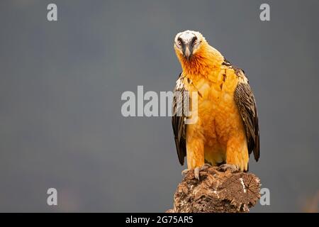 Bartgeier (Gypaetus barbatus) thront auf einem Baum in den spanischen Bergen. Lammergier die op een boomstronk zit in de Spaanse Pyreneeën. Stockfoto