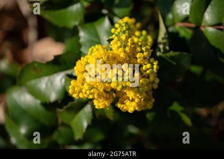 Mahonia (Berberis) Aquifolium Pursh, Oregon-Traube oder Holly-leaved Berberry, blühende Pflanze in der Familie: Berberidaceae, einheimische Region: westlicher Norden Stockfoto