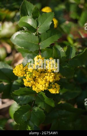 Mahonia (Berberis) Aquifolium Pursh, Oregon-Traube oder Holly-leaved Berberry, blühende Pflanze in der Familie: Berberidaceae, einheimische Region: westlicher Norden Stockfoto