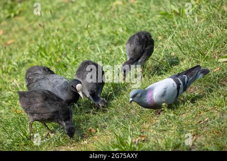 Eurasischer Ruß (Fulica atra), Erwachsene und Jugendliche Babyvögel ernähren sich im Gras, dazu eine Taube Stockfoto