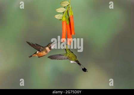 Purpurkehliger Woodstar (Calliphlox mitchellii) weiblich und gestanzter Schlägerschwanz (Ocreatus underwoodii) Stockfoto