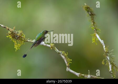 Gestanzter Schlägerschwanz (Ocreatus underwoodii) Stockfoto