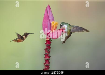 Andensmaragd (Amazilia franciae) Stockfoto