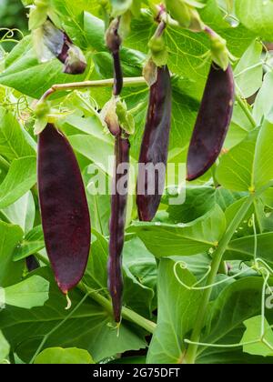 Erntbare Hülsen der violetten, podierten Mangout-Erbse, Pisum sativum 'Shiraz' Stockfoto