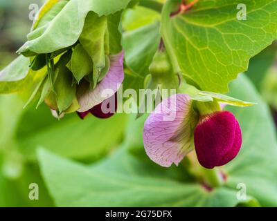 Violette und lila Blume der violetten, podierten Mungout-Erbsenblüte, Pisum sativum 'Shiraz' Stockfoto