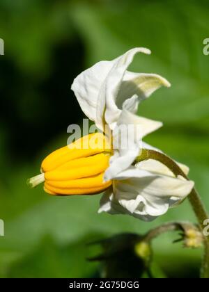 Zarte gelbe und weiße Blume von Container angebaut organischen ersten Kartoffeln, Solanum tuberosum 'Cascana' Stockfoto