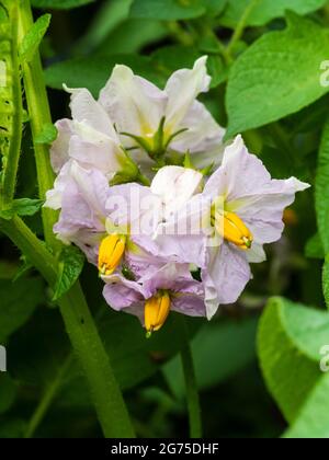 Zarte Flieder, gelbe und weiße Blüten von in Behältern angebauten Bio-Kartoffeln, Solanum tuberosum 'Charlotte' Stockfoto