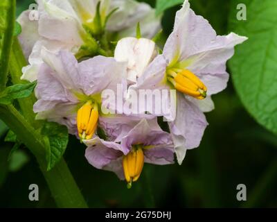 Zarte Flieder, gelbe und weiße Blüten von in Behältern angebauten Bio-Kartoffeln, Solanum tuberosum 'Charlotte' Stockfoto