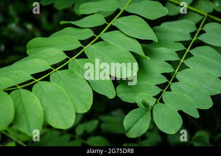 Robinia pseudoacacia, bekannt als schwarze Heuschrecke, Nahaufnahme von grünen Blättern in einem Wald in Deutschland, Europa Stockfoto