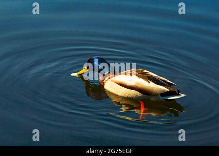 Wild Mullard Ente Männchen essen Brot in See oder Teich auf natürlichen Wasser Hintergrund Nahaufnahme. Stockfoto