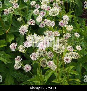 Klumpen von weißem Astratia major (Masterwort), der in einem der Blumenbeete bei RHS Bridgewater, Salford, England, Großbritannien, wächst. Stockfoto